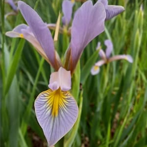 Peut inclure: Gros plan sur une fleur d'iris violette avec des marques jaunes sur les pétales. La fleur est nette, tandis que le feuillage vert derrière elle est flou.