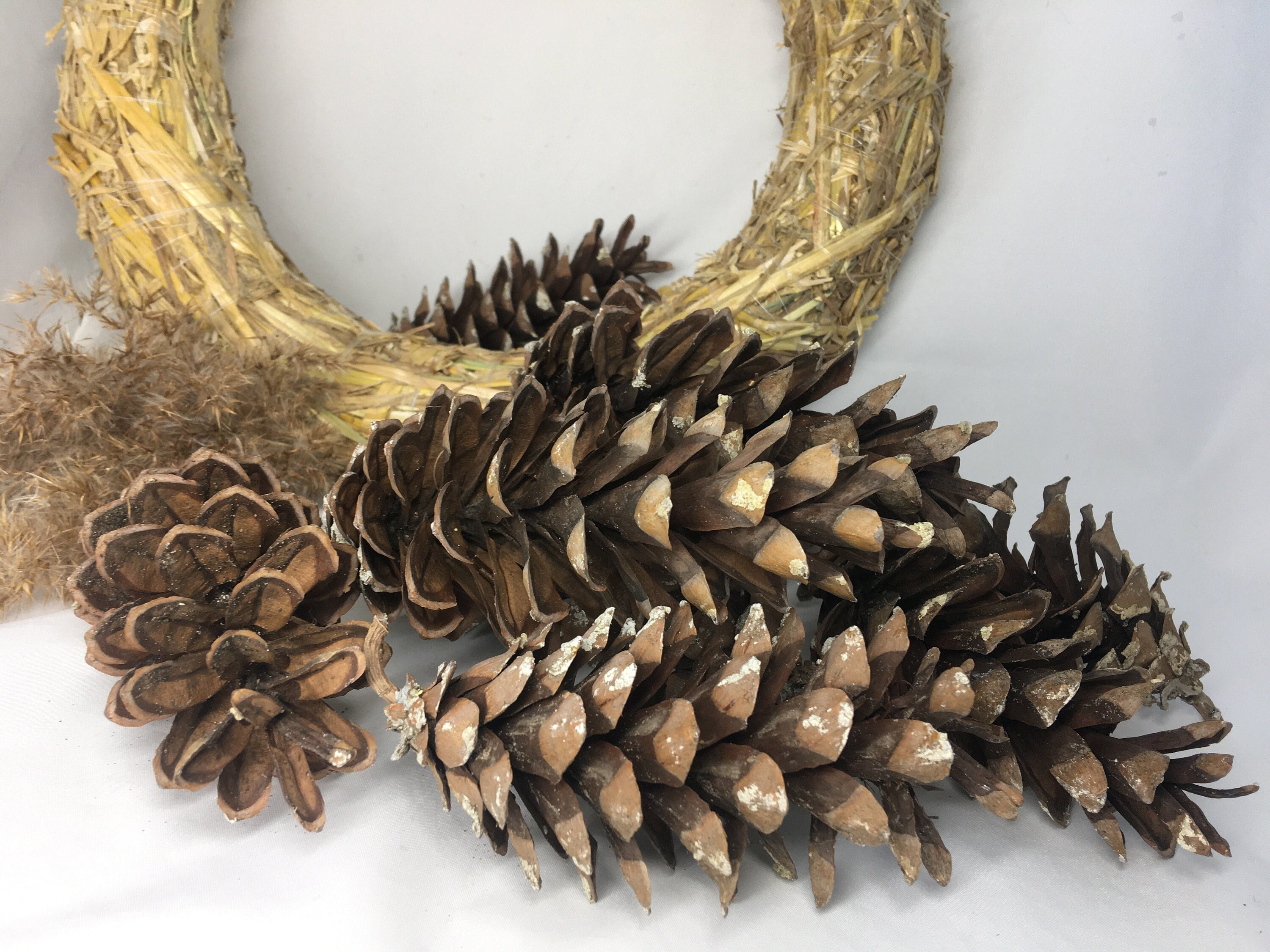 Giant Jumbo Pine Cones, Eco Home Decor, Large Pinecone, Organic Pinecones,  Craft Supplies, Diy Tools, Natural Table Display, Christmas Decor 