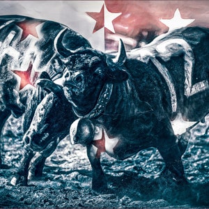 Intense Swiss Cow Fight Photo