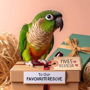 May include: A green and brown Quaker parrot perched on a brown box with a red ribbon. The box has a white label that says "To Our Favourite Rescue" and a brown tag that says "HVES Rescue" with two red hearts.