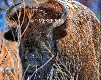 Bison*Animal Photography*Nature Photography*Kansas Original Buffalo*Winter Buffalo*Rustic Farmhouse*Digital Print 16X20