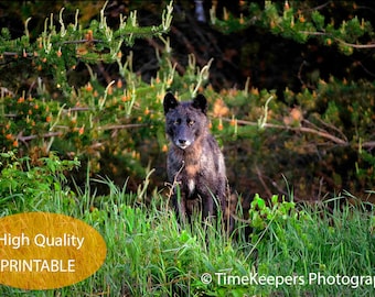 Canadian Wolf*Animal Photography*Wildlife Photography*Wildlife*Canada*Digital Print 16X24