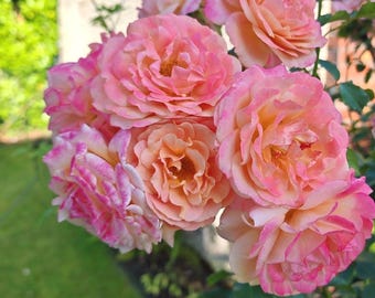 Apricot Peach Pink Climbing Rose Live Plant Potted, Own Root Rose Starter Plant, Potted Climbing Rose Starter