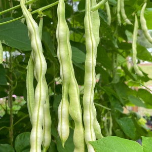 May include: Close-up of fresh, light green string beans hanging from a vine. The beans have a slightly ridged texture and a pale green stripe down the center. Lush green leaves surround the beans, creating a natural, organic scene.