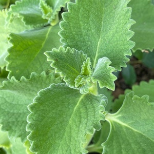 Cuban Oregano Cuttings or Leaves - Mexican thyme, French Thyme, Spanish Thyme, Indian mint