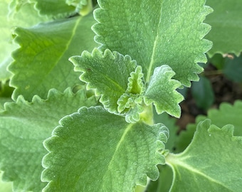 Cuban Oregano Cuttings or Leaves - Mexican thyme, French Thyme, Spanish Thyme, Indian mint