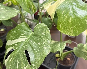 Monstera Thai Constellation in 10" Pot Fenestrated Leaves - Large Aroid  With Beautiful Variegation - Exact Plant Shown #28 - Etsy