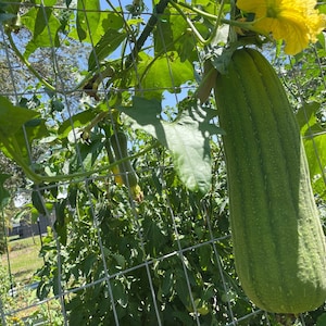 Heirloom Home Grown Organic Loofah Seeds Grown - Luffa Seeds