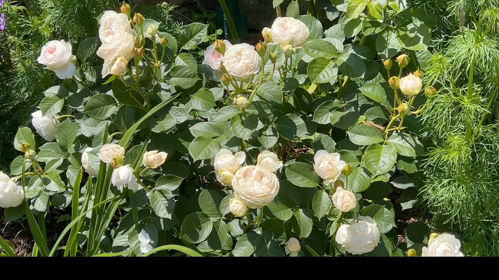 Earth angel rose plant