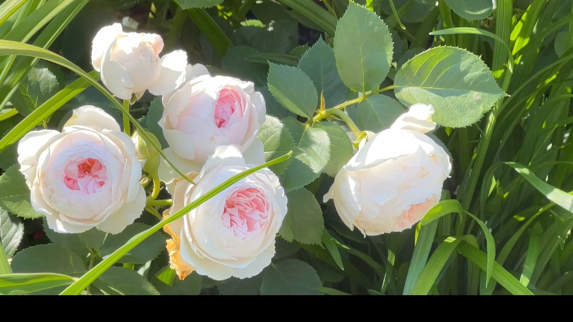 Earth angel rose plant