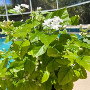 Sambac Arabian Jasmine Live Plant in 6" pot with heavy roots