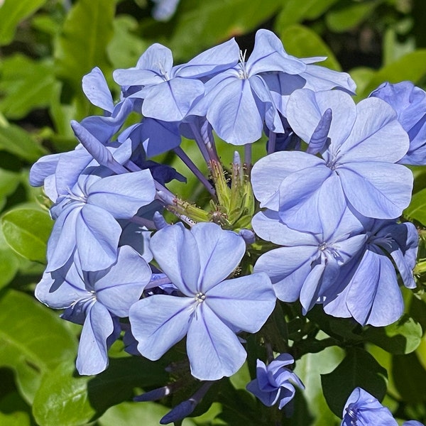 Blue Plumbago auriculata in 6 inch pot with roots