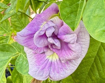 15+ Butterfly Pea Seeds |double-petaled Lavender Queen |Free Shipping