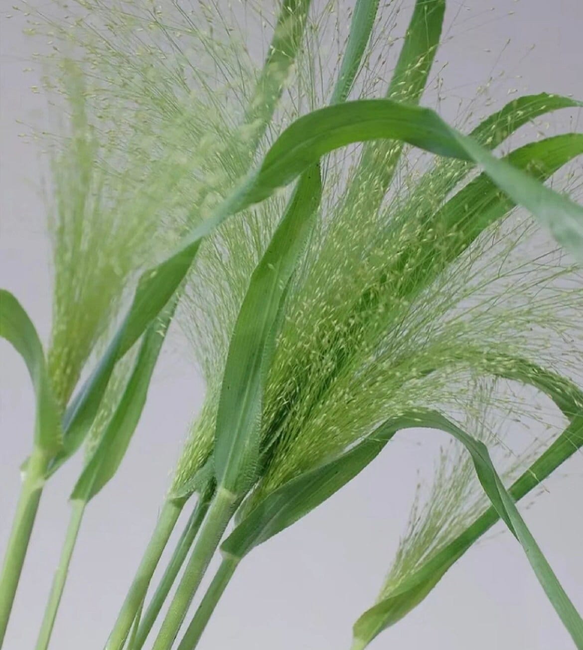 Frosted Explosion Grass Seeds Etsy
