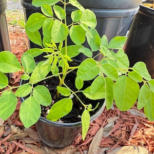 Moringa Live Plant with two free Moringa Seeds