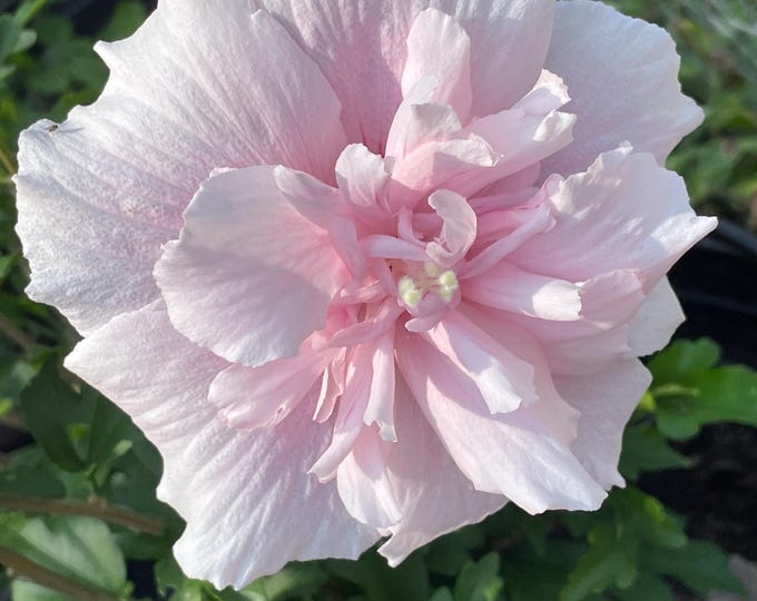 Pink Chiffon Rose of Sharon Hibiscus Plant in 6" Pot With Heavy Roots ...