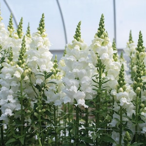40 Legend White Snapdragon Seeds FREE Shipping