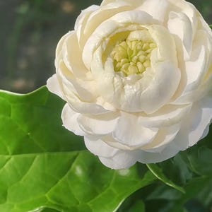 May include: Close-up of a white flower with multiple layers of soft petals. The center of the flower is a pale yellow-green. The flower is surrounded by large, bright green leaves.