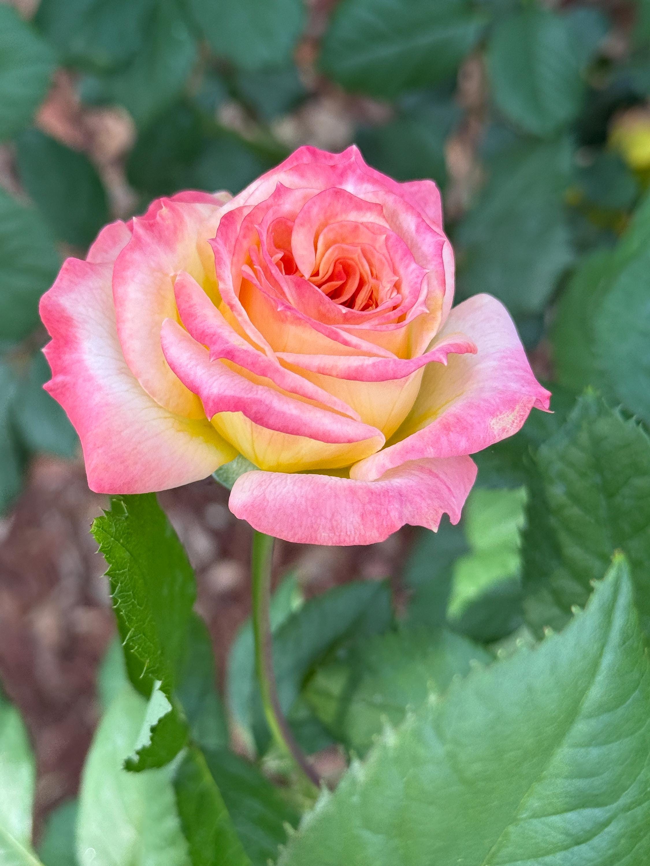 Multi-color Rose Live Plant – Yellow Pink Orange Double Blooms
