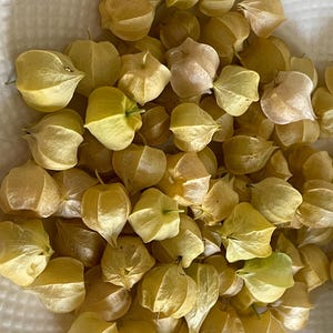 Pineapple Ground Cherry Live Plants - Sweet "Garden Candy"!