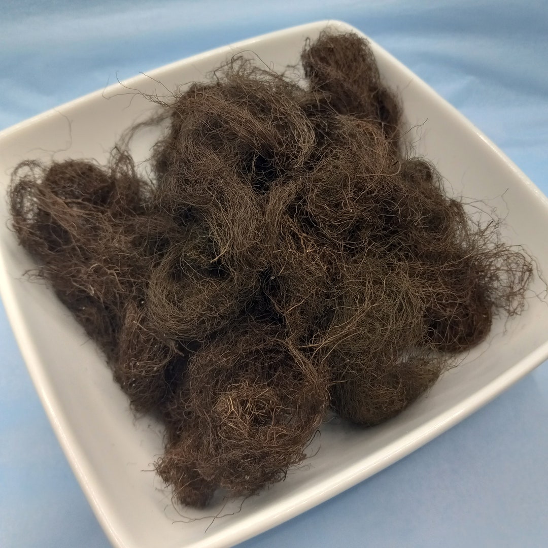 Horsehair Lichen Bryoria Wild Foraged Poppet Stuffing Etsy