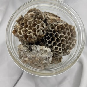 Wasp Nests, Hornets nests, Hoodoo, Conjure, Rootwork, Folk Magick, Brujeria, Wiccian, Witch supplies,  Spells, Apothecary