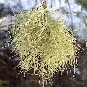 Usnea, Oldman&#39;s Beard, Lichen, Wild Foraged, Dried Herbs, Pagan Herbs, Apothecary, Spells, Wiccan, Hoodoo, Folk Remedies, Witch supplies