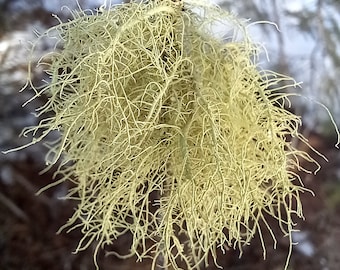 May include: A close-up of a pale green, stringy lichen hanging from a branch. The lichen is long and wispy, with a delicate texture.