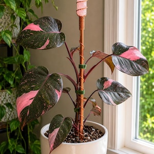 May include: A Philodendron Pink Princess plant in a white ceramic pot with a copper plant stake topped by a rose quartz crystal point. The stake is wrapped in copper wire and secured to the plant stems with small green velvet ties.