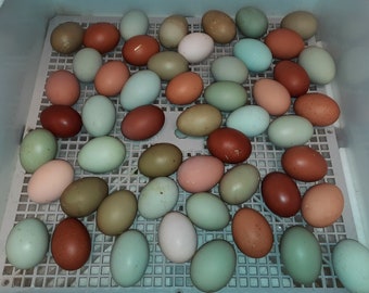 12 œufs de poule colorés naturels fécondés BE