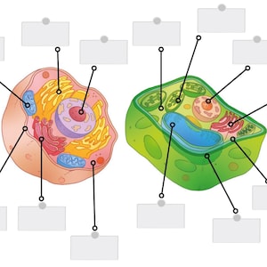 Didactic activity organelles plant cells animals