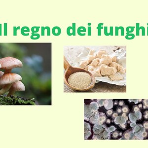 The mushroom kingdom (teaching material, slides, pdf)