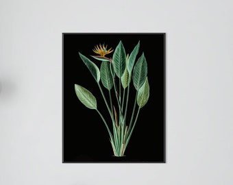 Ave del paraíso, impresión de Strelitzia negra de bellas artes, impresión tropical vintage, planta tropical, decoración minimalista de acuarela, impresión floral enmarcada