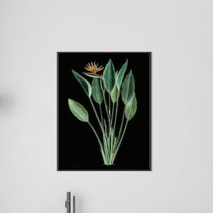 Paradiesvogel, Fine Art Strelitzie Druck, Vintage Tropischer Druck, Tropische Pflanze, Aquarell Minimalist Dekor, Blumendruck Gerahmt