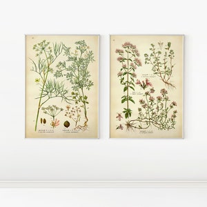 Conjunto de 2 impresiones de hierbas / Póster de plantas verdes con marco / Impresión vintage de tomillo enmarcada / Impresión de póster de orégano / Conjunto de 2 impresiones de herbario