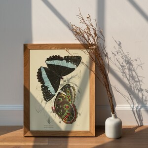 Stampa di farfalle su carta d'arte, due poster di farfalle vintage, riproduzione di illustrazioni di farfalle retrò con cornice, stampa incorniciata