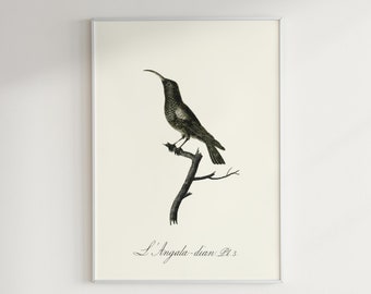 Colibri Bird Framed Poster | Watercolor Poster | Black Bird Print Framed | Minimalist Decor Print | Bird Illustration Framed | Vintage Art