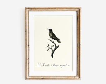 Colibri Bird Framed Print | Watercolor Poster | Black Bird Print Framed | Minimalist Decor Print | Bird Illustration | Vintage Bird Poster