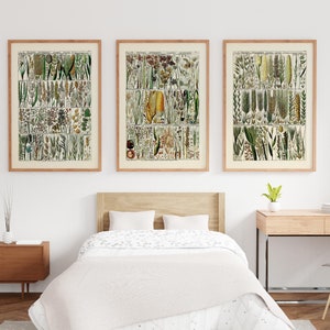 Conjunto botánico de 3 impresiones enmarcadas, impresión de hierba, impresión de centeno, impresión de maíz, ilustración botánica, póster de acuarela verde, impresión botánica de trigo y arroz