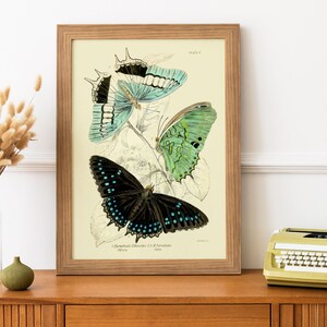 Farfalle nere e blu stampate su carta d'arte, poster di farfalle vintage, riproduzione di illustrazioni di farfalle con cornice, stampa incorniciata
