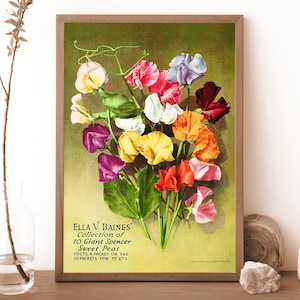 Sweet Pea Print with Frame  | Advertising Garden Flower Seeds | Vintage Flower Photo Print Framed | Poster Print | Painting Poster Print