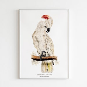 Exotic Cockatoo Parrot Framed Print | Watercolor Parrot | Cockatoo Print Framed | Parakeet Decor Print | Tropical Parrot Illustration Print