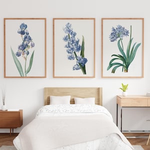 Set van 3 blauwe bloemen, Redoute print ingelijst, botanische illustratie, hyacint bloem poster, iris bloem botanische, Agapanthus bloemenprint