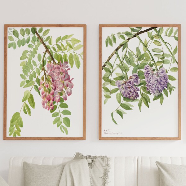 Robinie Glyzinien 2er Set Prints | Heuschrecke Blumen Print Gerahmt | Lila und Rosa Poster mit Rahmen | Tropische Pflanzen 2er Set