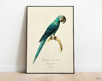 Vintage Blue Parrot with Frame Print | Watercolor Parrot | Bird Print Framed | Parakeet Decor Print | Tropical Parrot Illustration Print