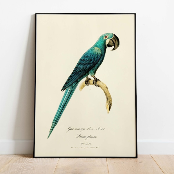 perroquet bleu vintage avec impression de cadre | Perroquet aquarelle | Imprimé oiseau encadré | Impression de décor de perruche | Impression d'illustration de perroquet tropical