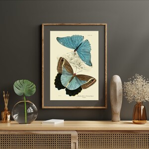 Due farfalle stampate su carta fine art, poster di farfalle vintage, riproduzione di illustrazioni di farfalle straniere con cornice, stampa incorniciata