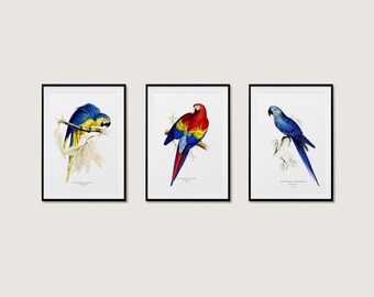 Set of Macaw Prints, Parrot Print Framed, Set of 3 Antique Print, Birds Illustrations Set, Exotic Birds Posters Set, Poster Aluminum Frame