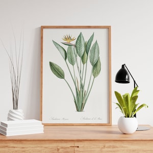 Paradiesvogel, Fine Art Royal Strelitzia Druck, Vintage tropischer Druck, tropische Pflanze, Aquarell minimalistisches Dekor, Blumendruck gerahmt