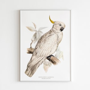Poster Cockatoo Parrot Framed Print | Watercolor Parrot | Cockatoo Print Framed | Parakeet Decor Print | Tropical Parrot Illustration Print
